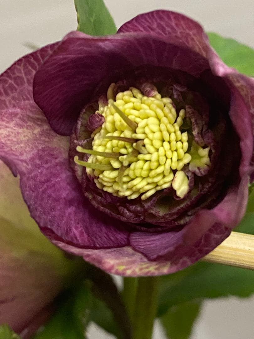 アンテークモーリークリスマスローズ苗