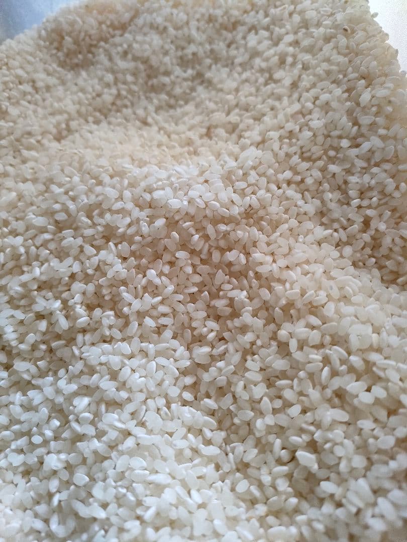 令和6年新米★ 10kg★精米済★