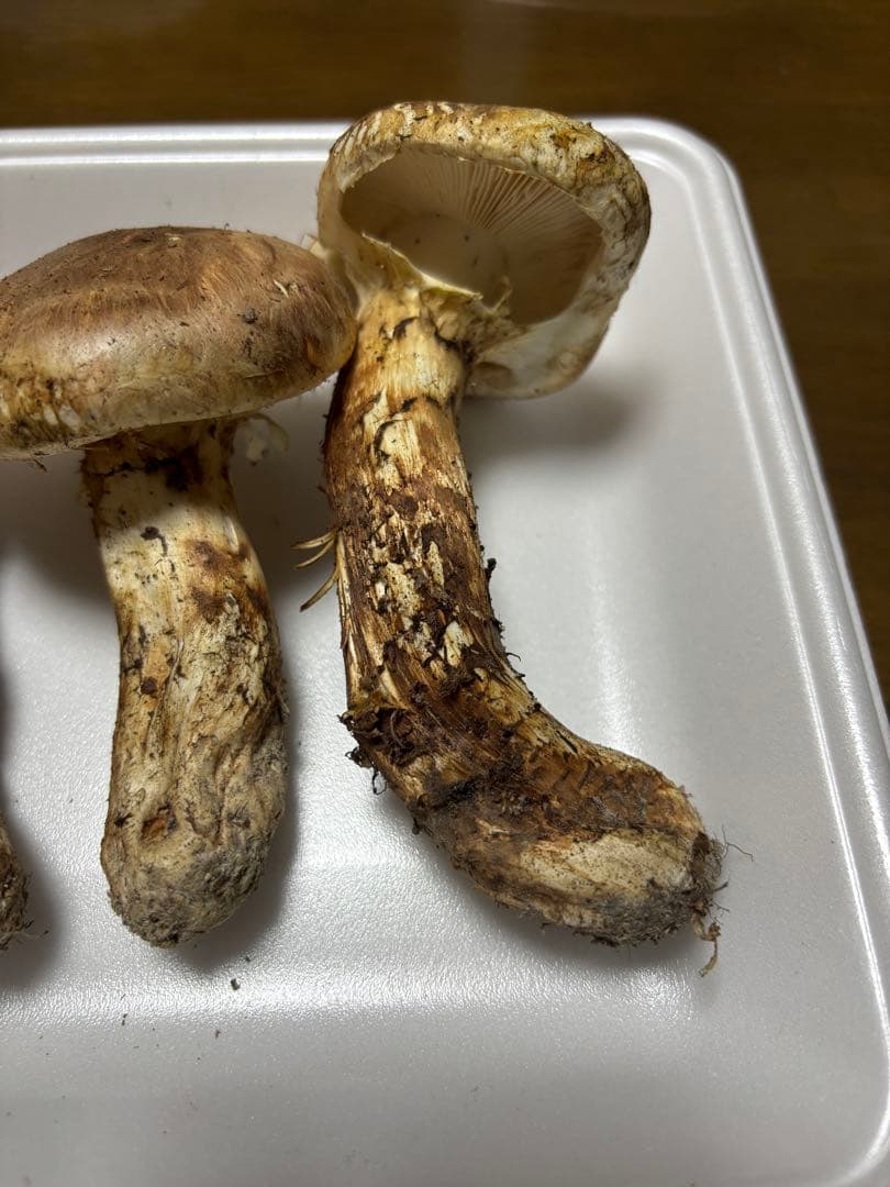 香川県産　獲れたて松茸1 3本157グラム　国産　天然物