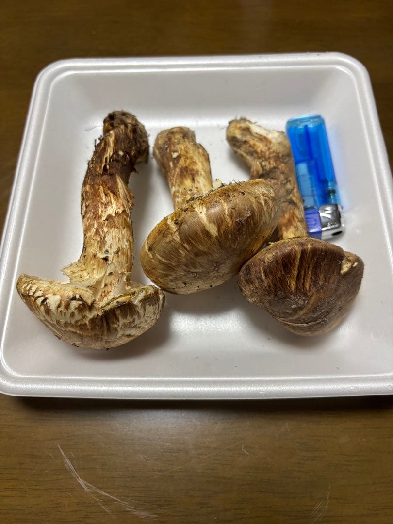 香川県産　獲れたて松茸1 3本157グラム　国産　天然物