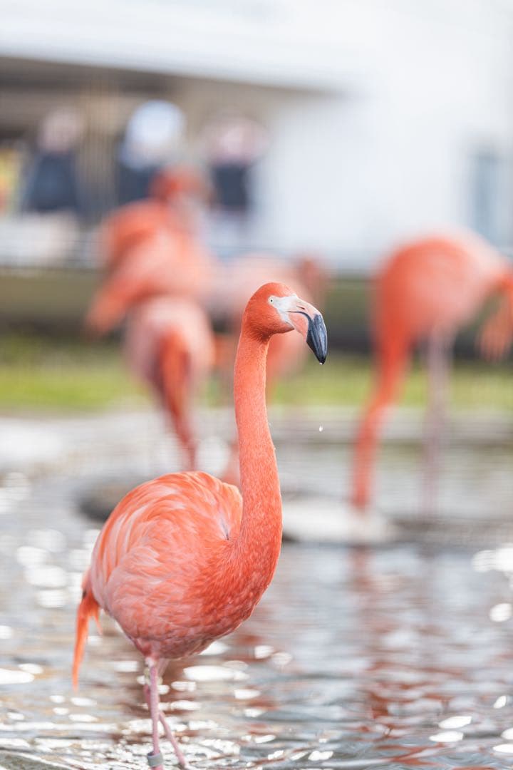 Canon EOS R 純正バッテリーグリップ付き