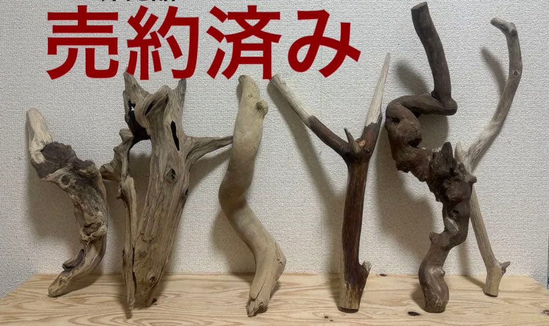 G80 天然流木　灰汁抜き処理済み　爬虫類　両生類　　インテリア　観葉植物