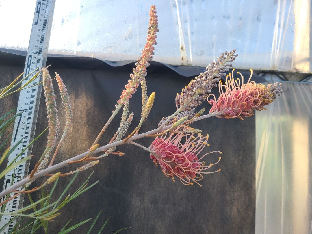 【花芽付き・大株】グレビレア ピンクサプライズ 7号鉢 高さ約200cm 希少