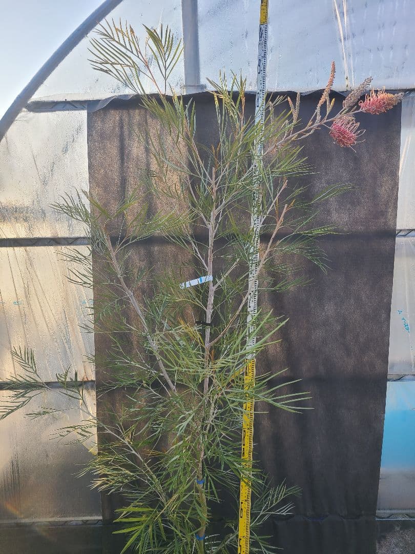 【花芽付き・大株】グレビレア ピンクサプライズ 7号鉢 高さ約200cm 希少