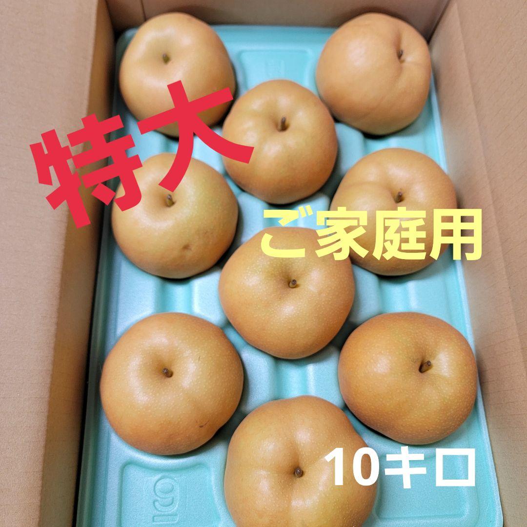 ご家庭用10キロ特大 1点