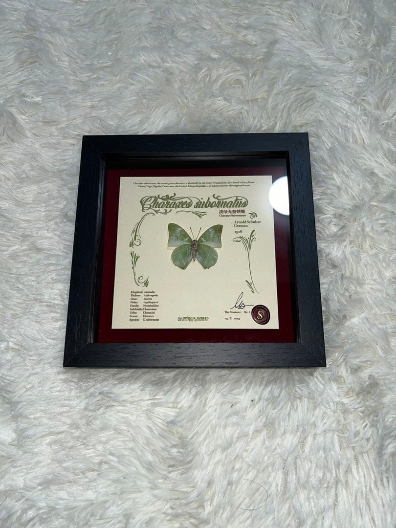 標本　チャーラクセズ・スーボーナタズ 蝶