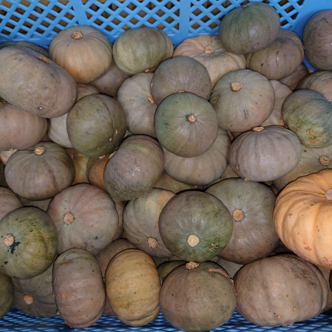 白い坊っちゃん　20キロ専用