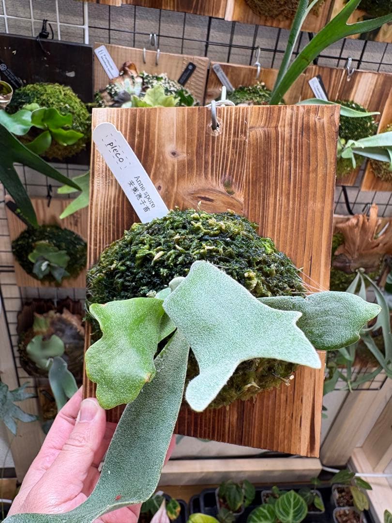 ビカクシダ P.Anne Spore