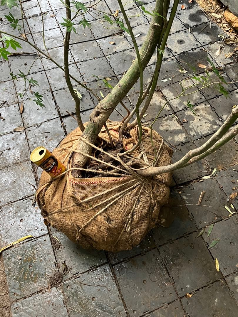 山採り　ウリハダカエデ ヤマモミジ　混合株