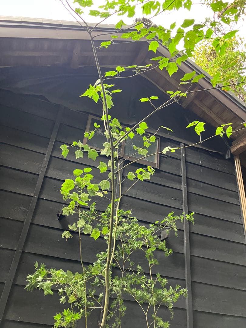 山採り　ウリハダカエデ ヤマモミジ　混合株