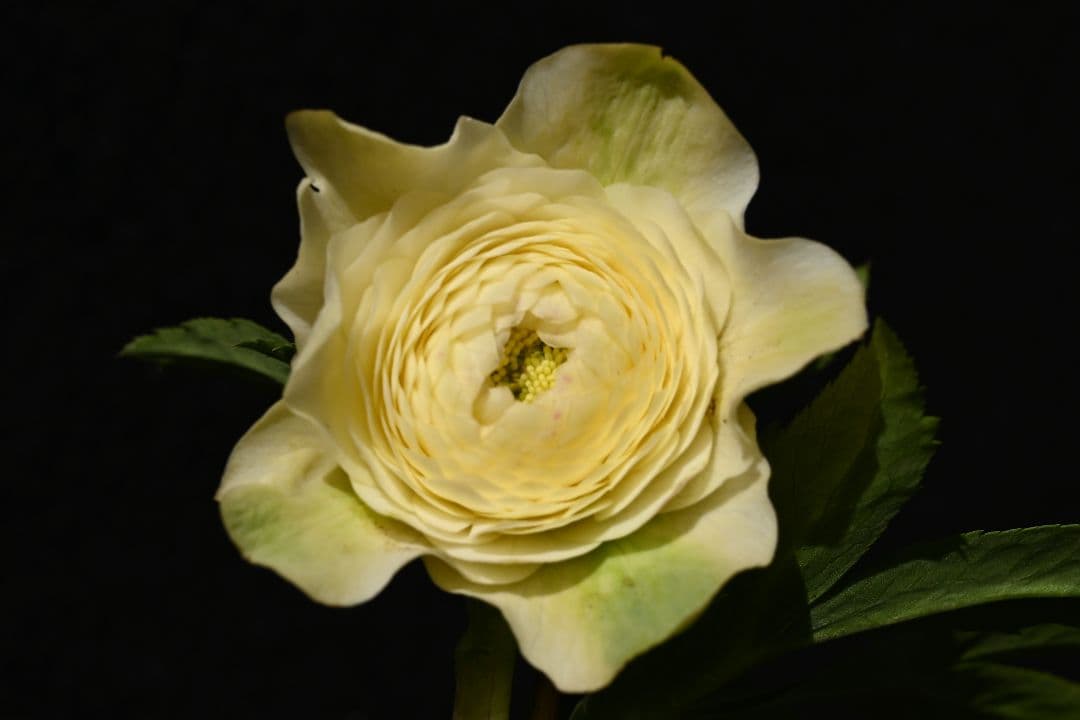 クリスマスローズ　必見！！超アフロディーテ　メビウス交配加藤農園