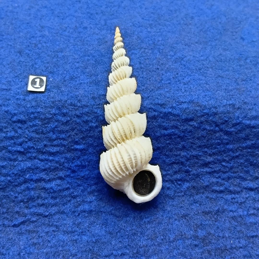 ①-1貝標本ヤエバイトカケ（蓋付：胴太型）