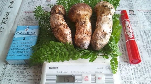 山形県産 松茸 国産 マツタケ まつたけ 松茸専門販売採取その15