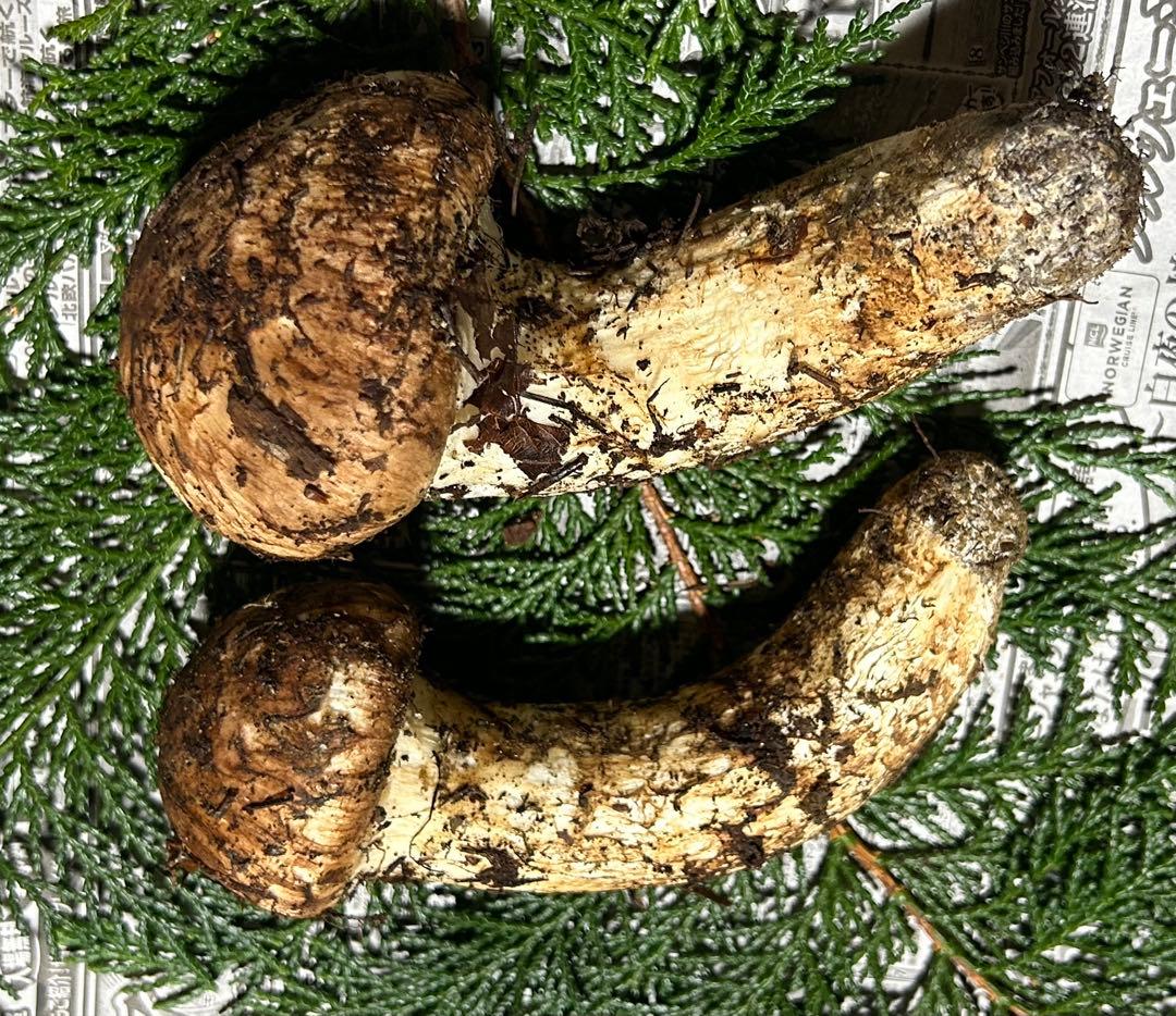 ☆信州産松茸☆今現在約200グラム☆まつたけ☆クール便送料着払い☆国産松茸☆G☆