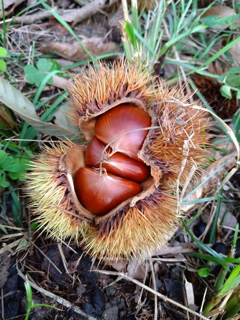 ⭕あっちゃん ❗　格安❗京都府丹波産 無農薬 丹波栗❗ミックス5kg詰め❗