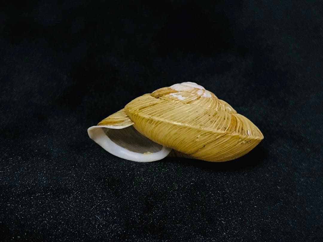 貝標本　エチゴマイマイ　貝口部傷