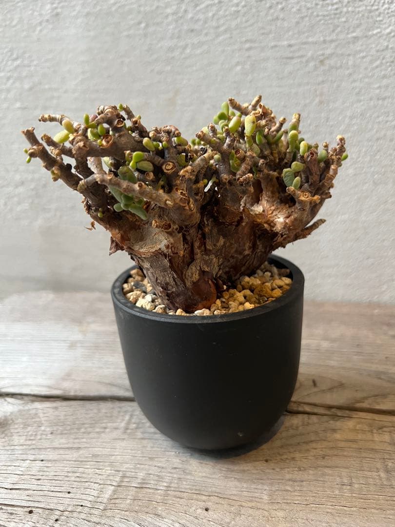 発根済　ケラリアピグマエア　ベアルート株　③