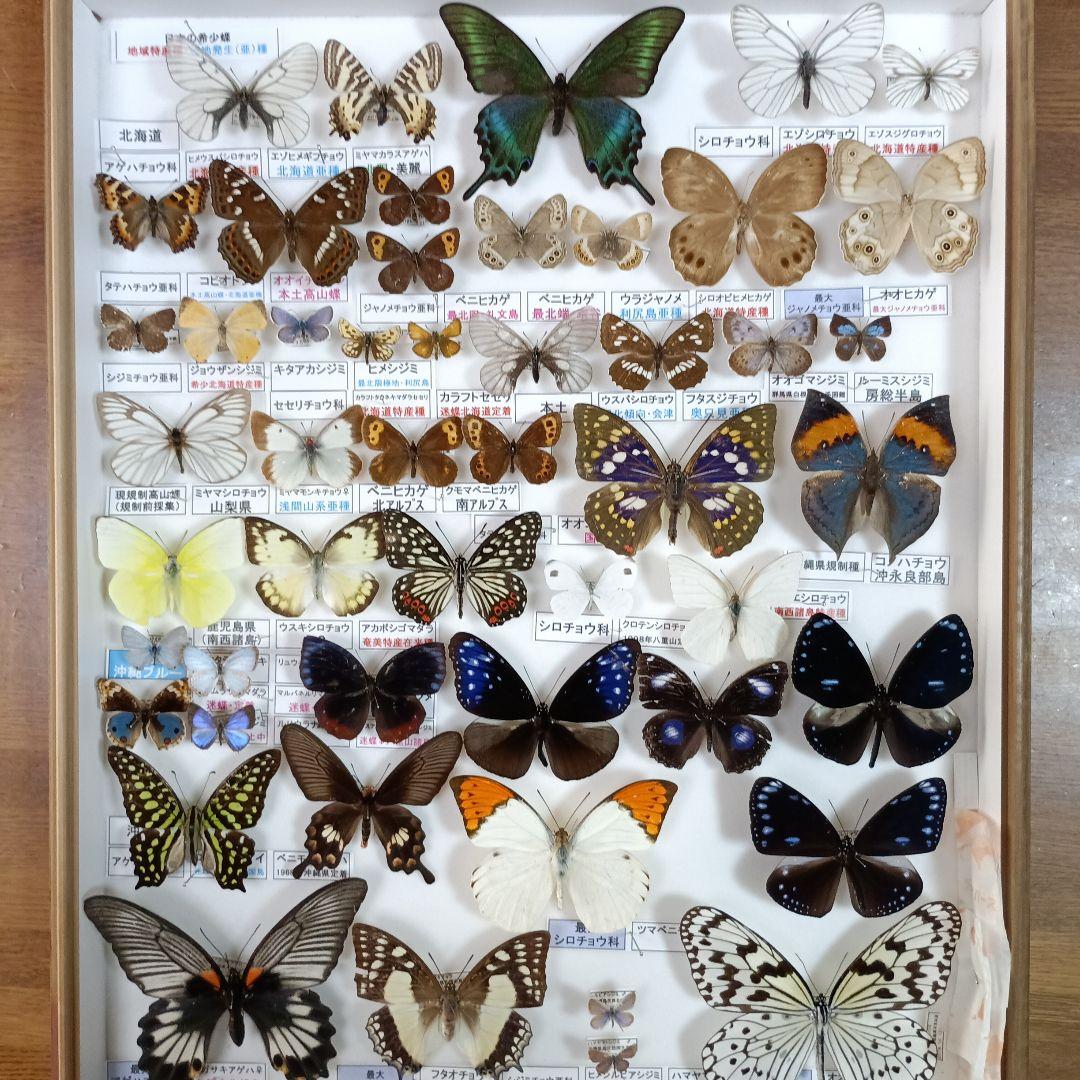 ３/17まで掲載：日本の稀少蝶 地域特産種・局地発生（亜）種