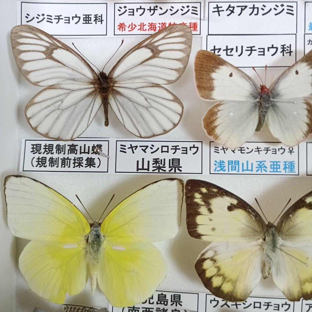 ３/17まで掲載：日本の稀少蝶 地域特産種・局地発生（亜）種