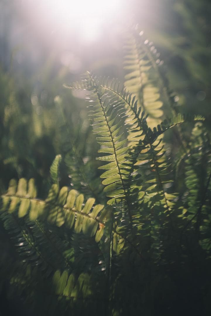 まー様赤エルマーダイヤ入り！Leica Elmar 50mm F3.5