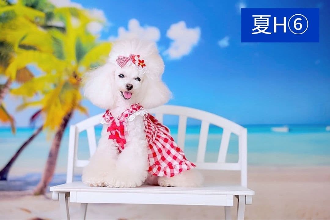 背景布×10枚+2　ペット撮影用ブース　トリミングチョーカー販売中　ペットサロン