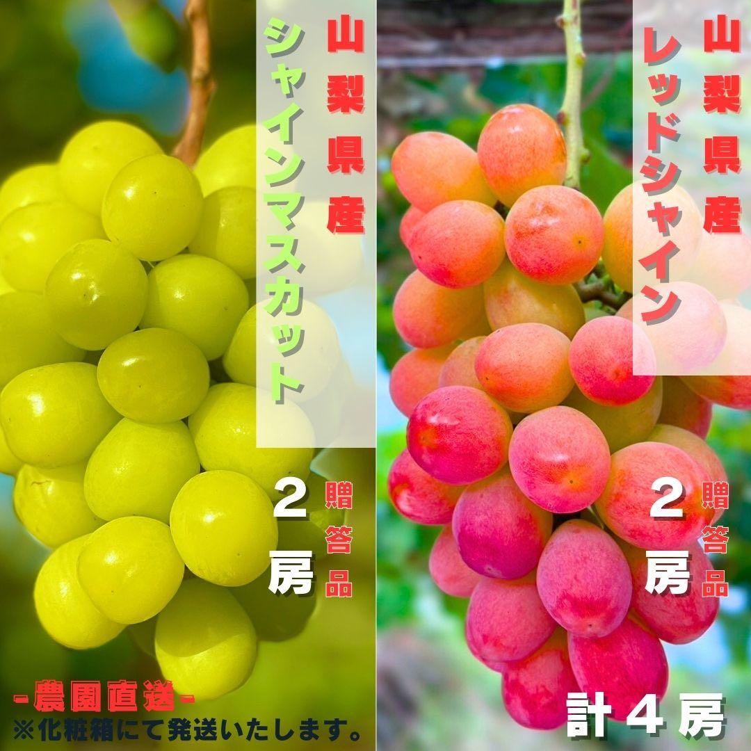 【最終 シャインマスカット2房 サンシャインレッド2房】山梨県産 化粧箱送料込