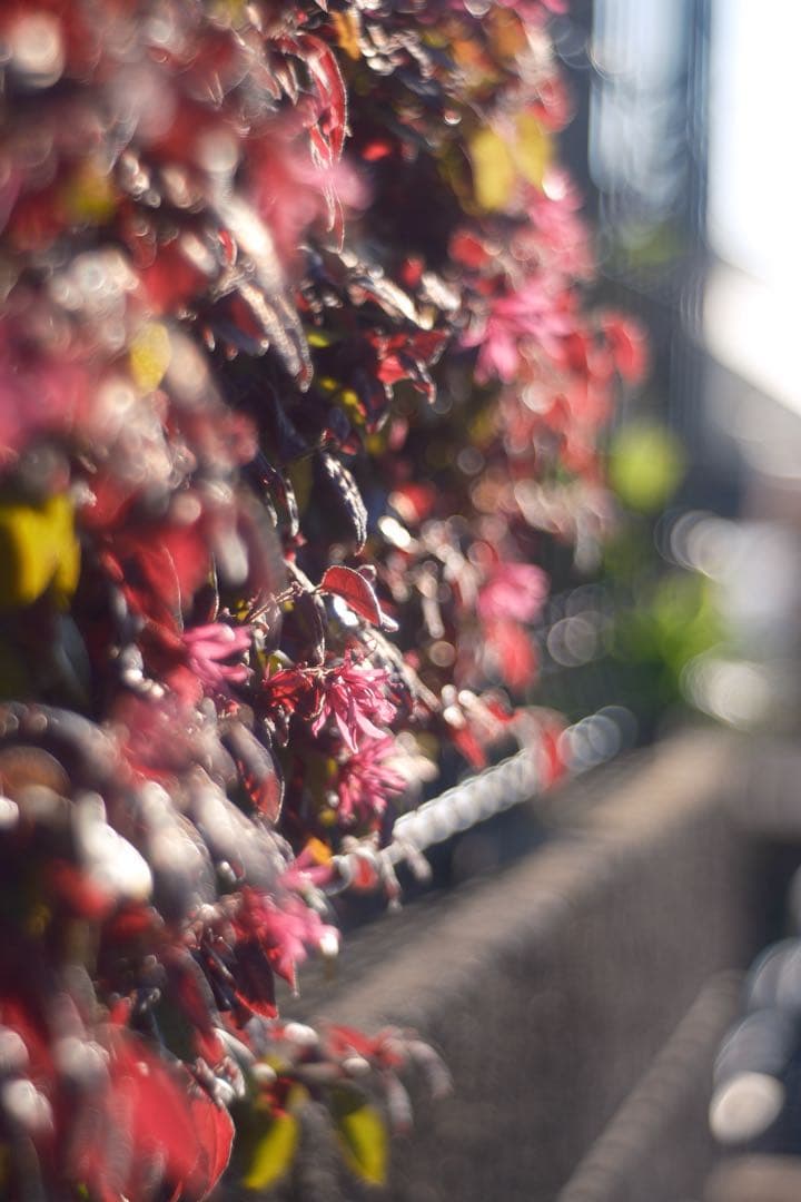 Meyer-Optik Görlitz Primoplan 58mm f1.9