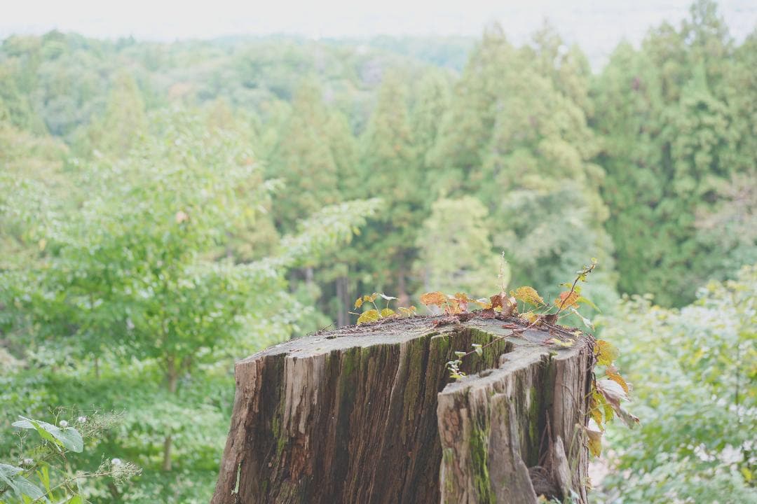 レンズ(単焦点) Sonnar T* FE 55mm F1.8 ZA