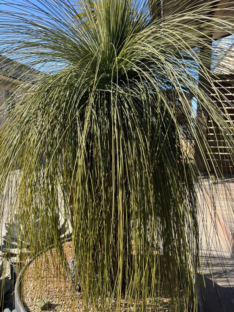 Yoshihiro Fukaki クサントロエアプレイシー ブラックボーイ