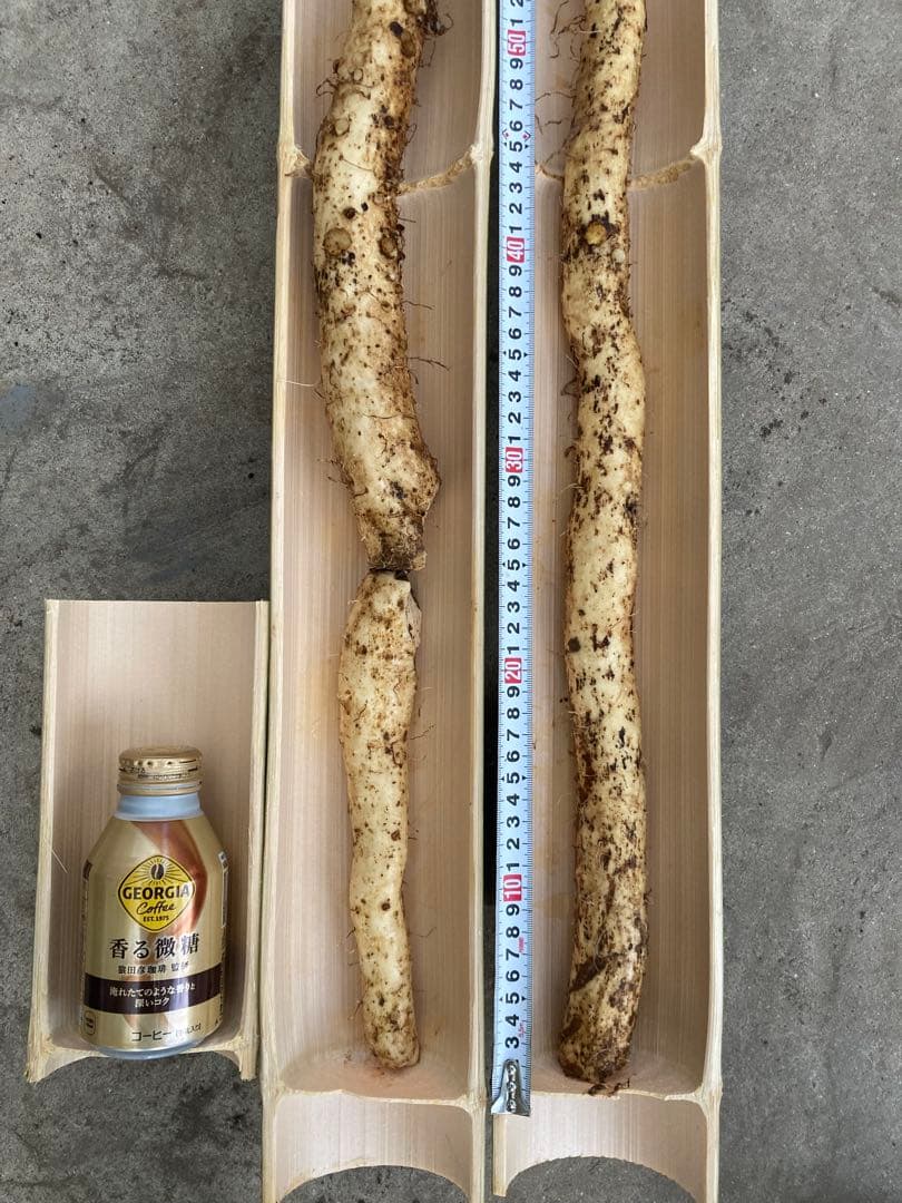 掘り立て‼︎鹿児島県産 天然自然薯１.５キロ