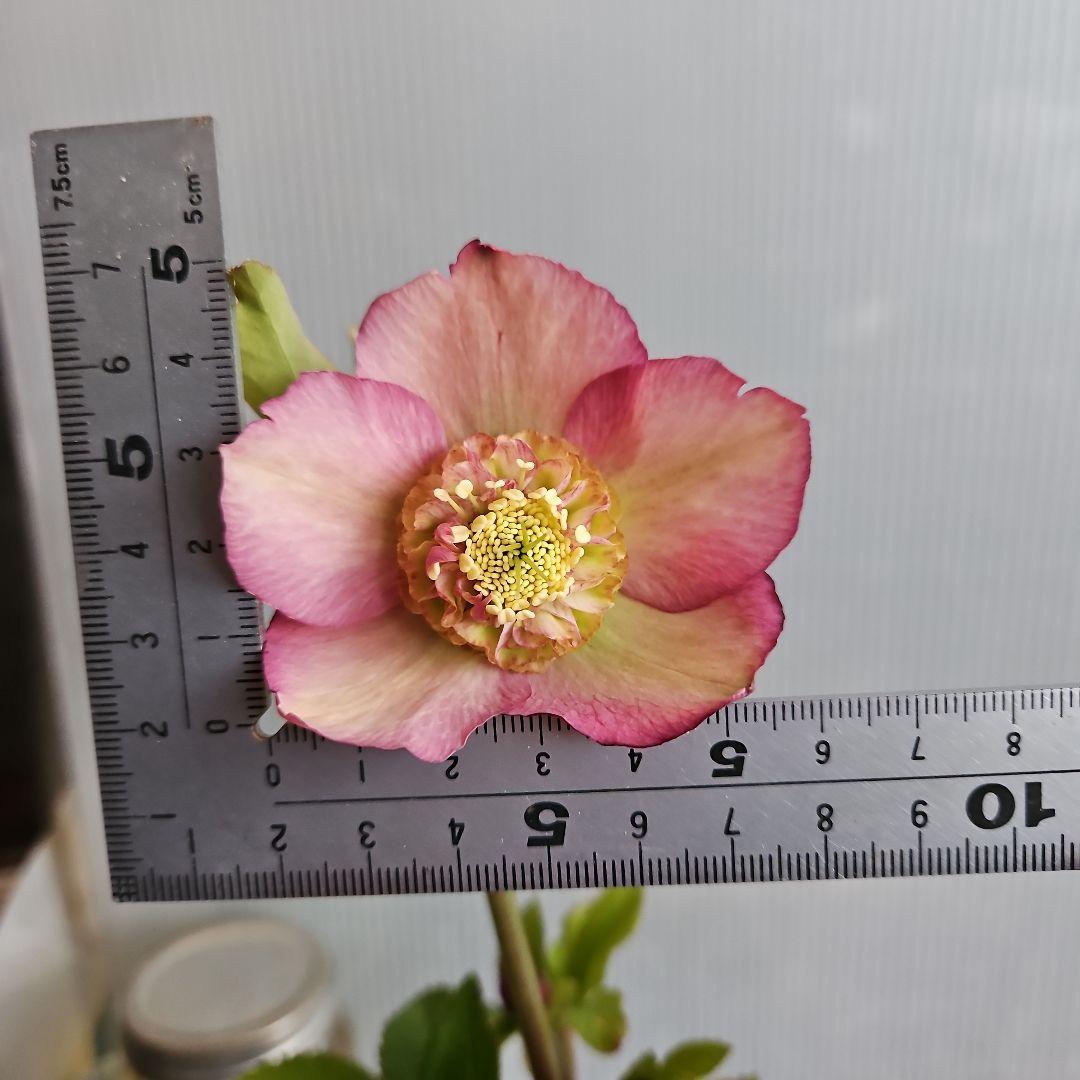 しろくま様ご購入苗㉖-200㉖-265クリスマスローズ