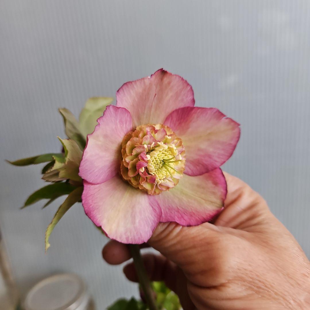 しろくま様ご購入苗㉖-200㉖-265クリスマスローズ