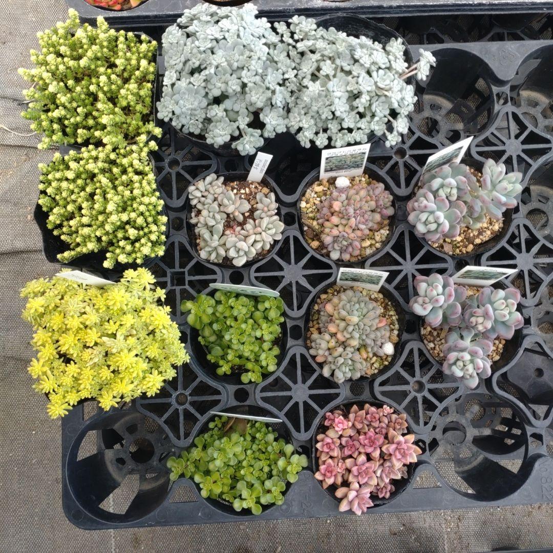 ぷっぷ丸さん専用