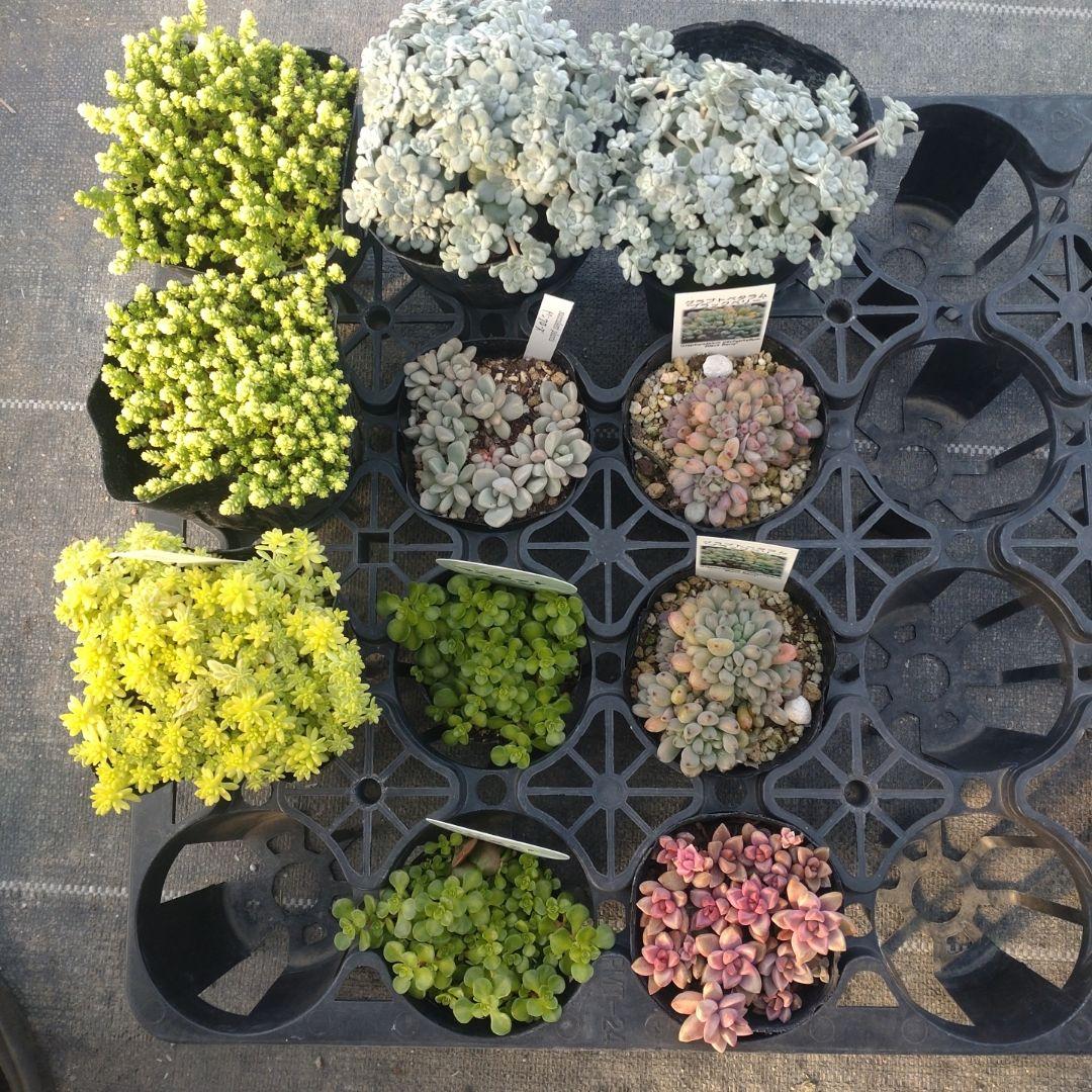 ぷっぷ丸さん専用