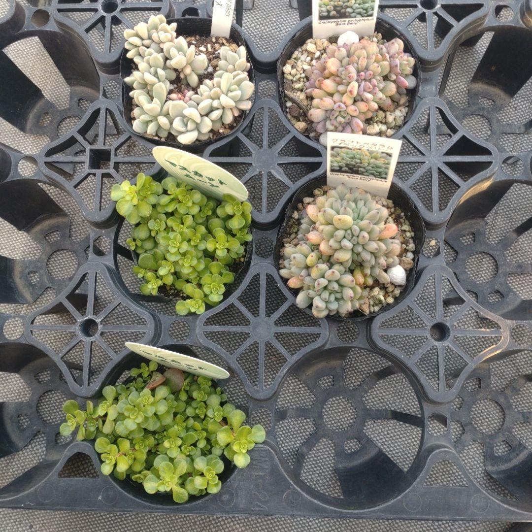 ぷっぷ丸さん専用