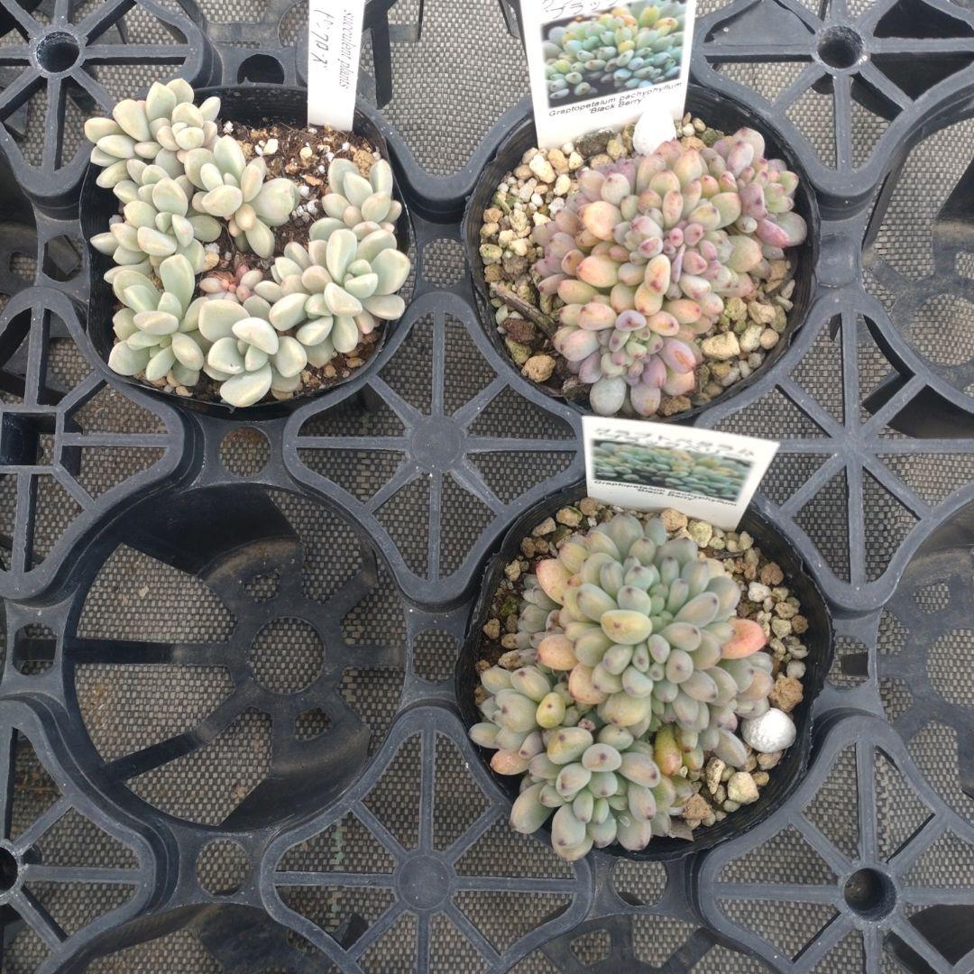 ぷっぷ丸さん専用