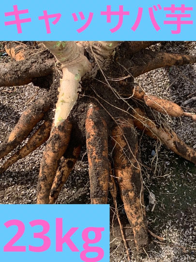 商品説明欄必読【新鮮品質】キャッサバ芋 23kg