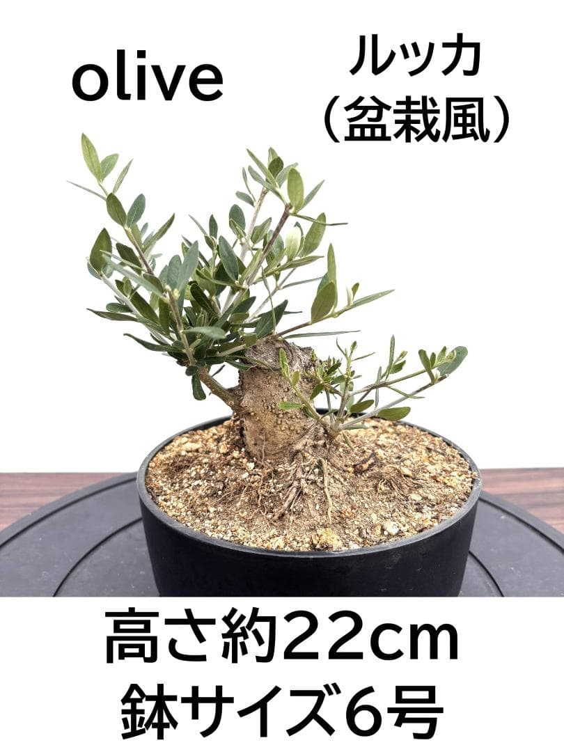 オリーブの木　盆栽風　ルッカ　6号　約22cm　NO.789　人気品種　現品掲載