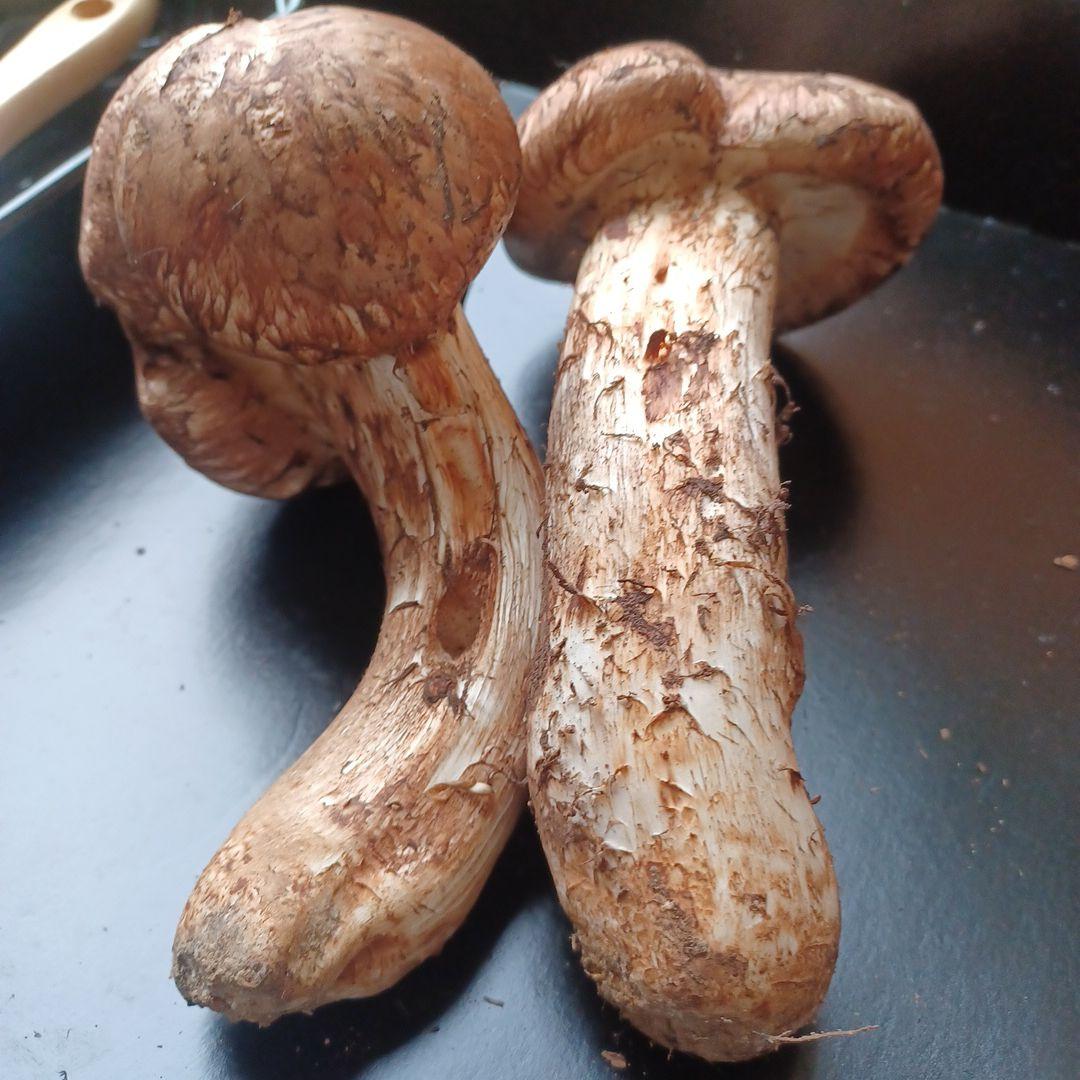 岩手県産　特大松茸　420g