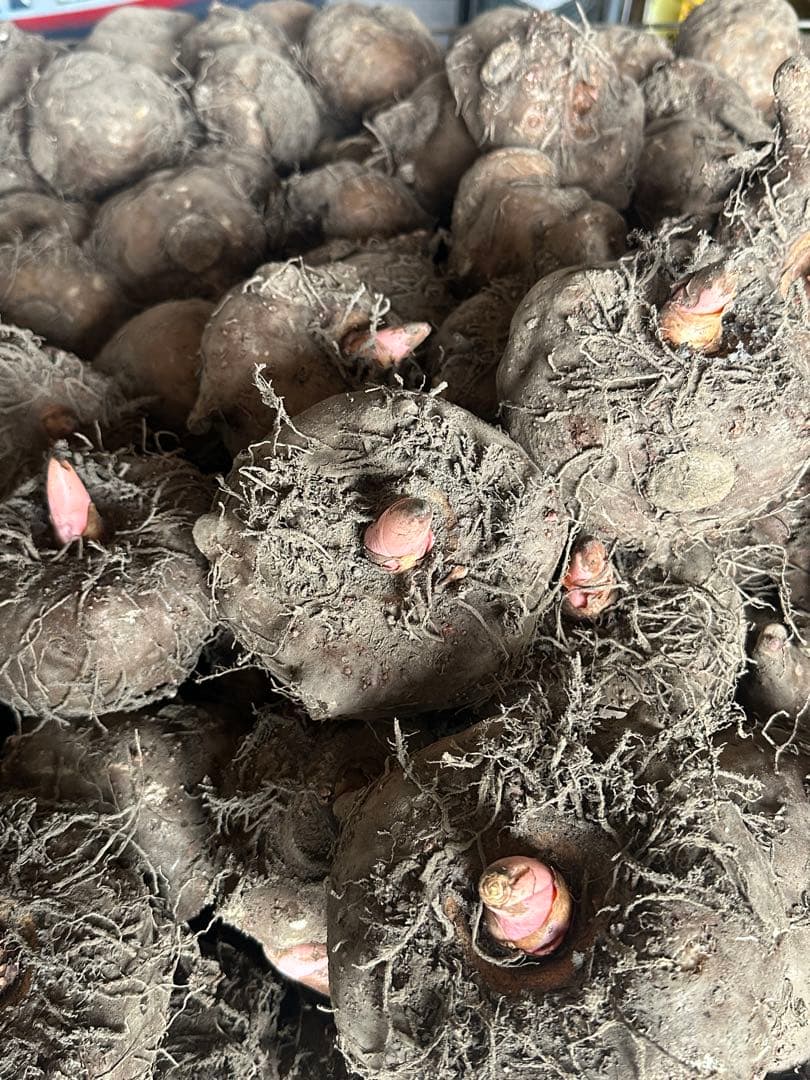 群馬県産 こんにゃく芋 超貴重品種 みょうぎゆたか　15kg