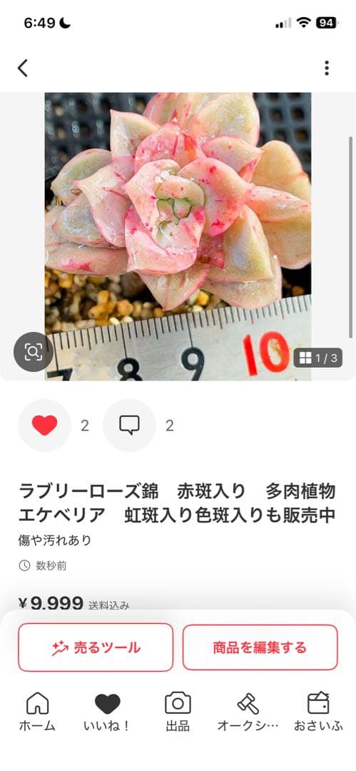 多肉植物　専用