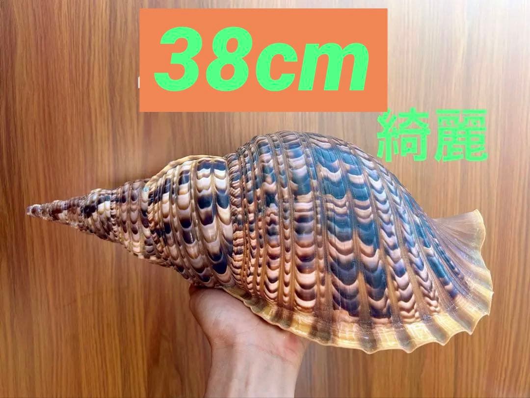 法螺貝　38cm 天然そのままの色(とっても綺麗) 蓋付