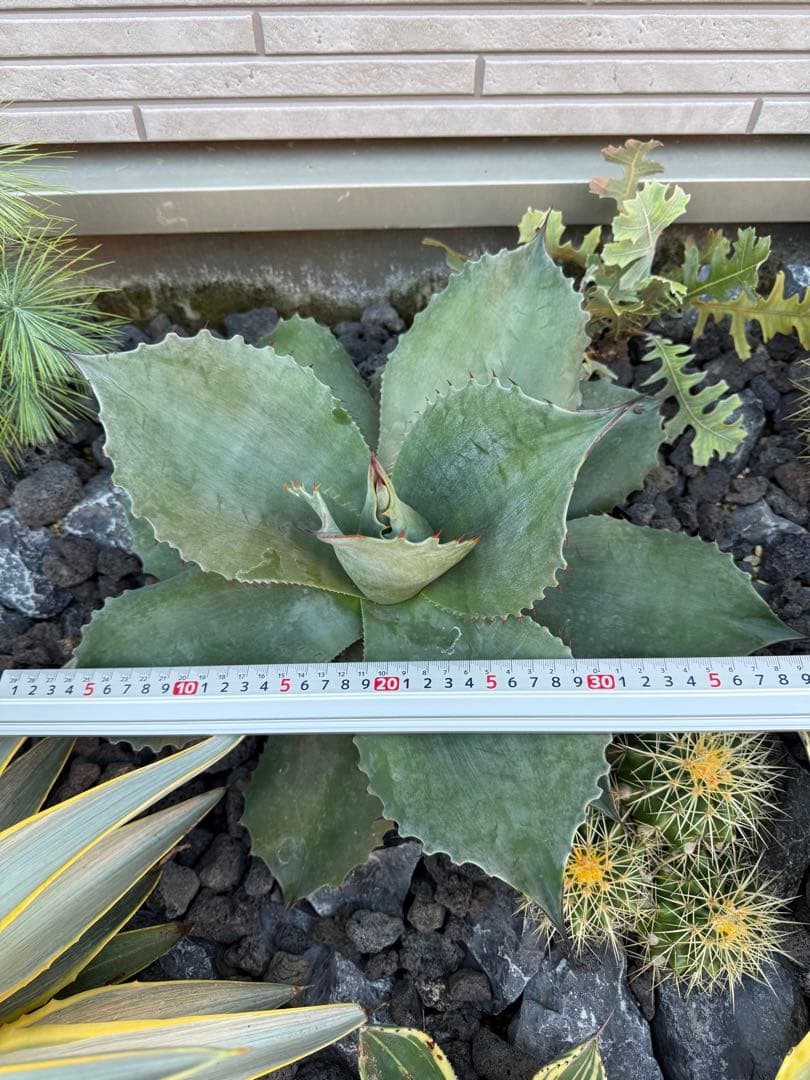 の*り様 アガベ　オバティフォリア　フロスティブルー