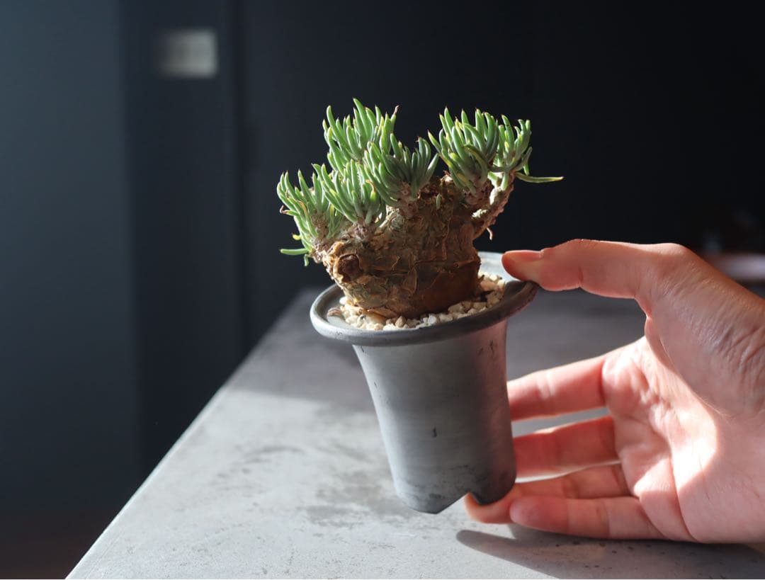 チレコドン　ペアルソニー　現地株　発根済み