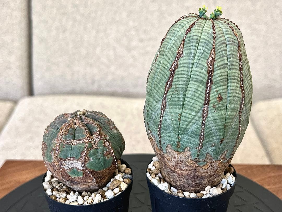 ユーフォルビア オベサ セット 木質化