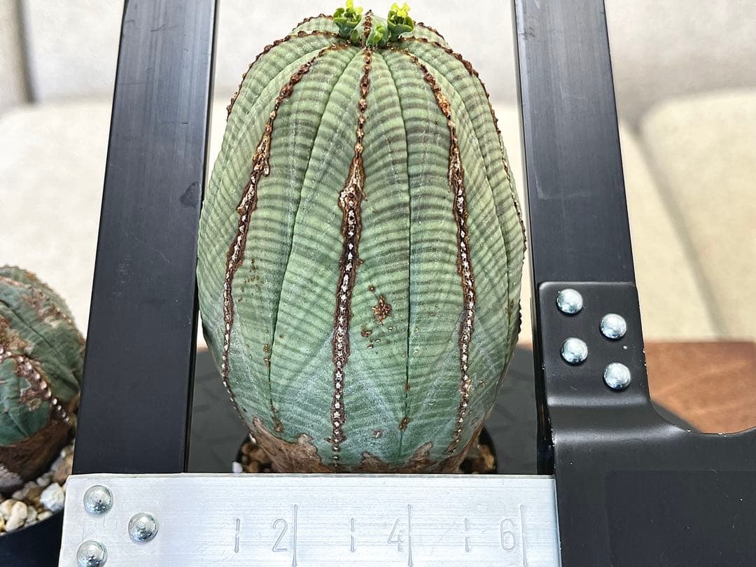 ユーフォルビア オベサ セット 木質化