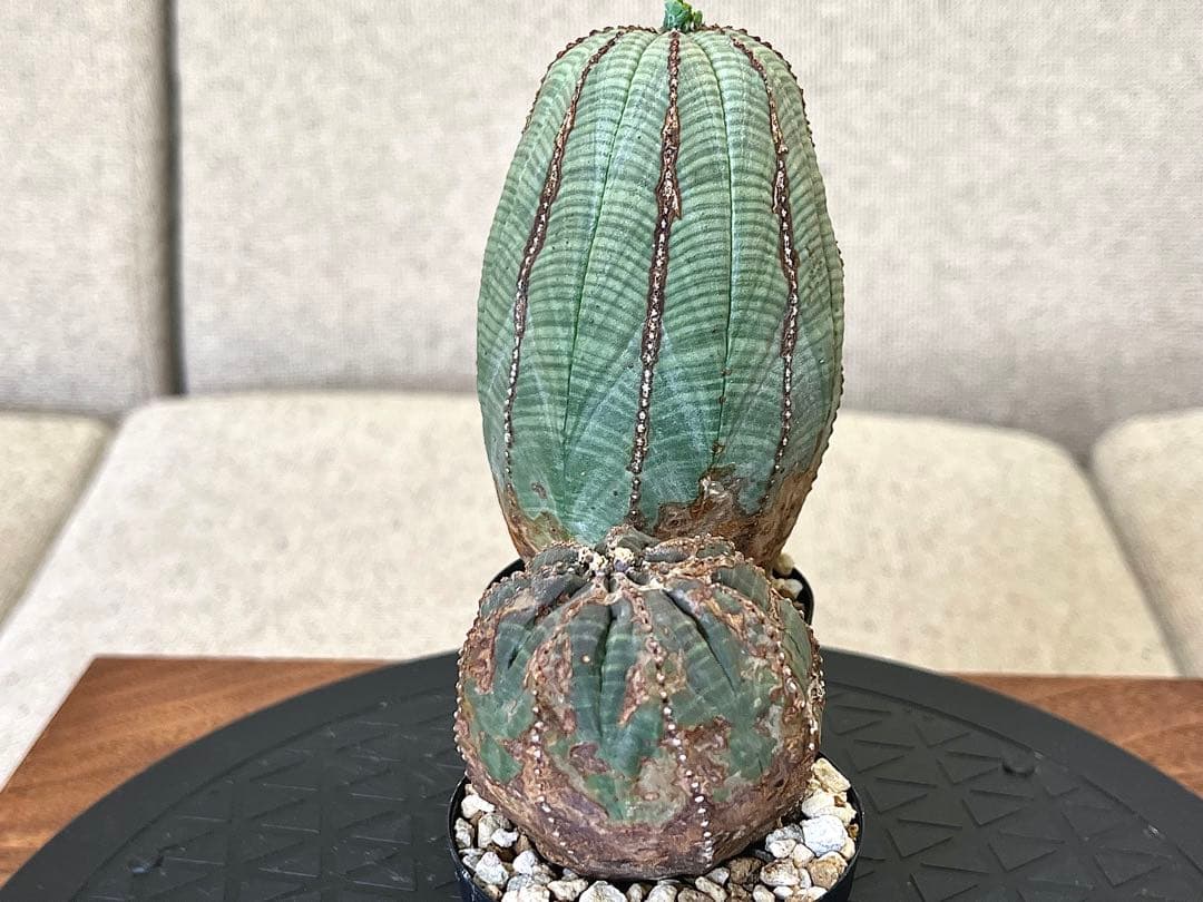 ユーフォルビア オベサ セット 木質化