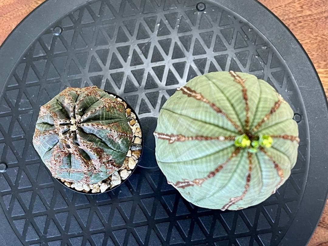 ユーフォルビア オベサ セット 木質化