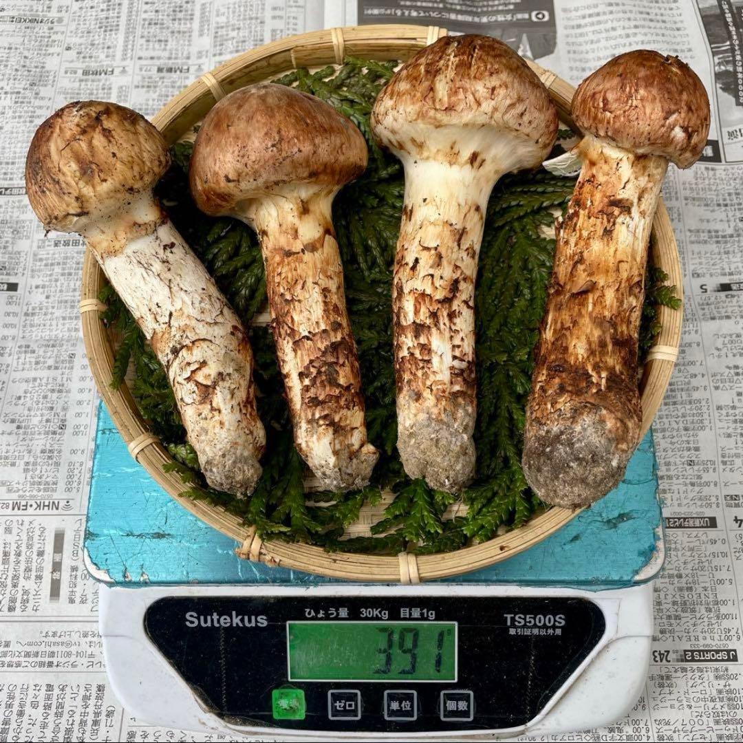 天然きのこ 松茸 国産 極上‼️ マツタケ まつたけ 大自然の凛さん採取その178