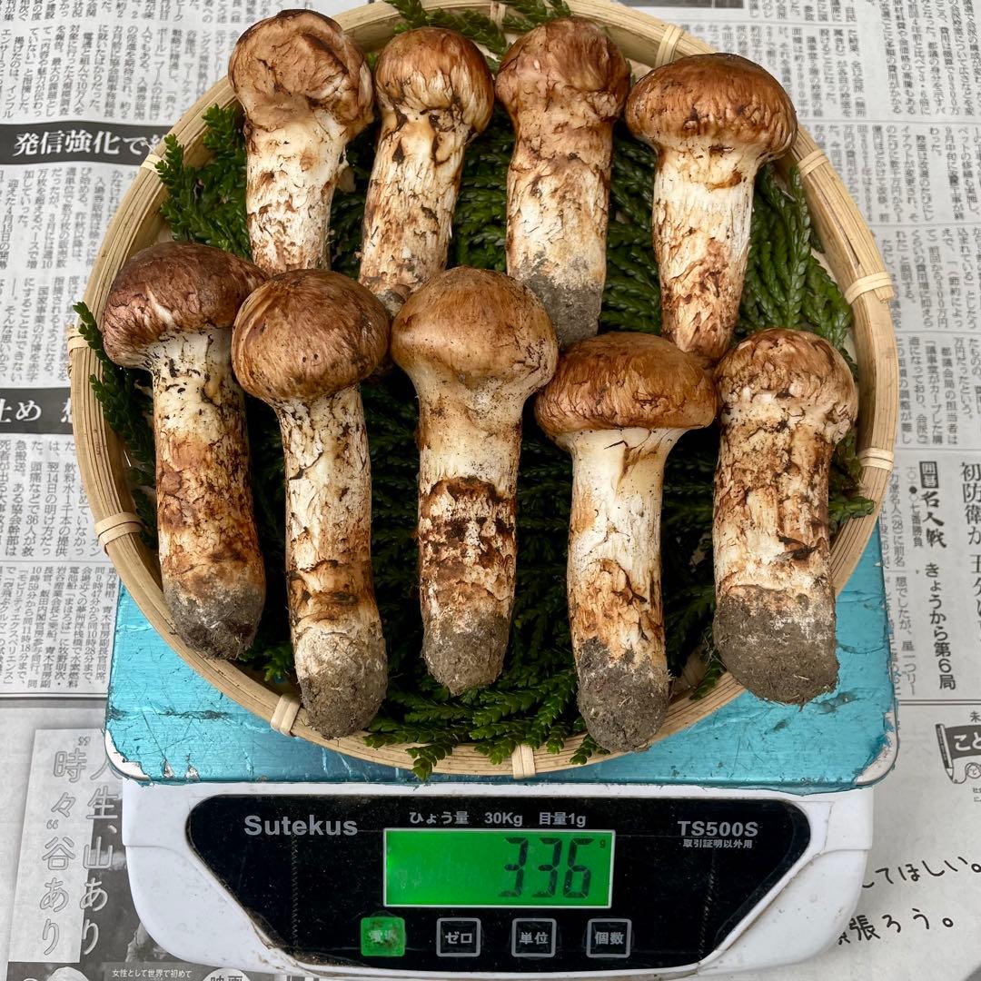 天然きのこ 松茸 国産 良品‼️ マツタケ まつたけ 森の凛さん採取 その136